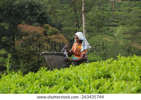 NUWARA ELIYA, SRI LANKA - FEBRUARY 6 : Tamil female picking tea leaves at plantation in Nuwara Eliya, February 6, 2015. Sri Lanka is famous by its teas.