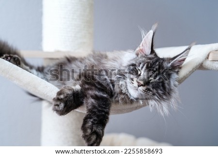 Similar – Image, Stock Photo tabby maine coon cat meowing looking at camera outdoors