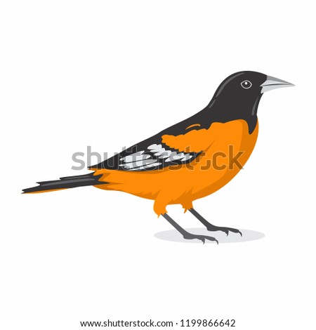 Baltimore Oriole Bird Vector Illustration