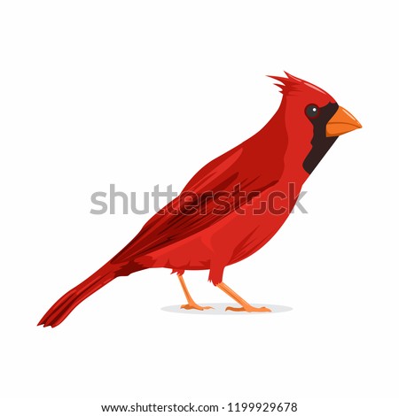 Cardinal Bird Vector Illustration
