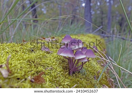 Similar – Image, Stock Photo Mushroom growing on tree trunk