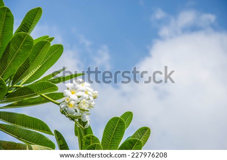 The Plumeria flower and sky