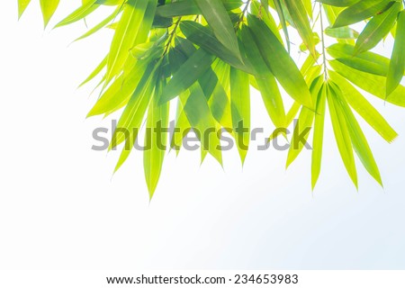 bamboo leaf on white background