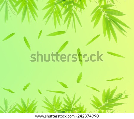 Bamboo leaf and Water reflection