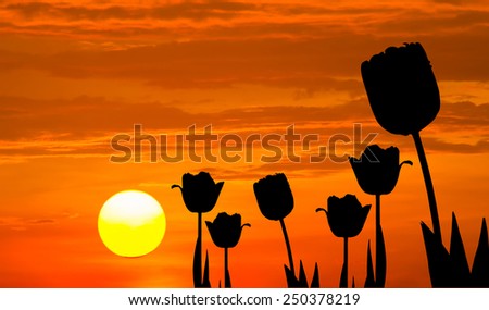 silhouette tulips flowers on sunset background