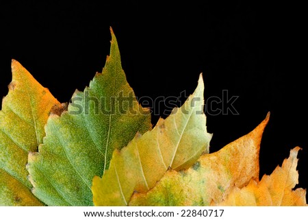 A bunch of Green and Yellow Autumn Birch leafs on Black background