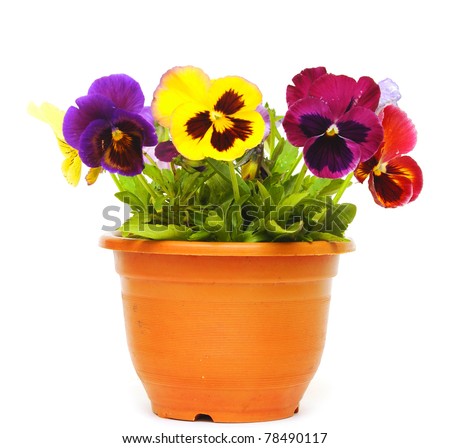 beautiful violet flower in pot isolated on white background