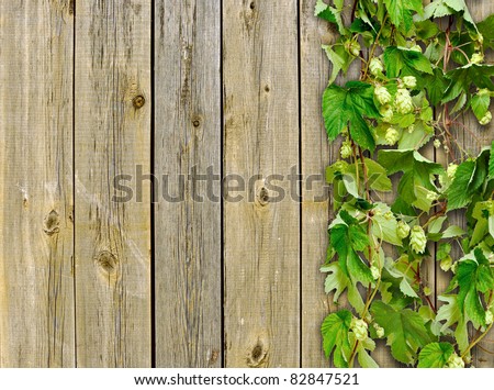 a old wooden fence and a climber plant hop