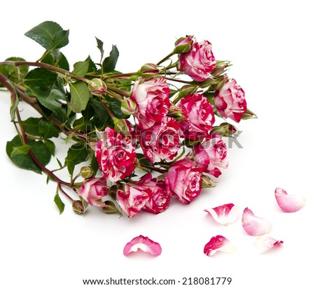 red-white roses and scattered flower petals on a white background