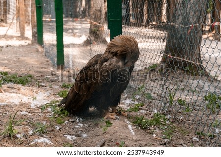 Image, Stock Photo Strong wild eagle resting in summer day