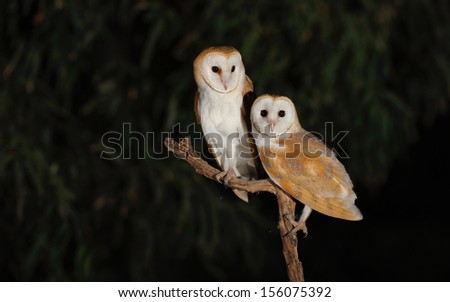 Barn Owl: family portrait