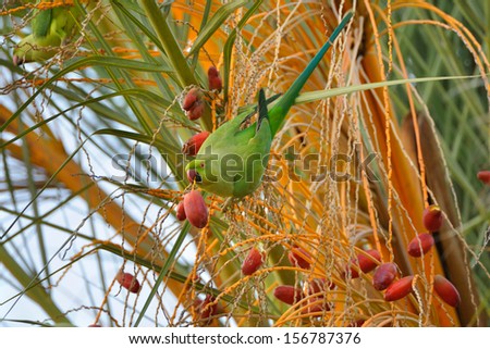 Rose-ringed Parakeet on date palm