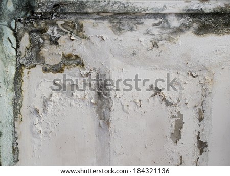 Mold growth and water stains on the ceiling of an abandoned house