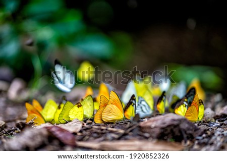Similar – Image, Stock Photo swarms