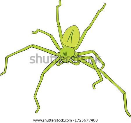 Huntsman spider. A species of Heteropod spider. They are also known as the giant crab spiders