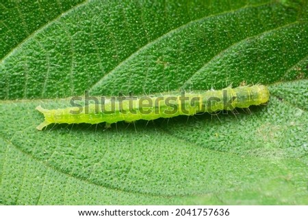 Cabbage looper moth caterpillar.Family Noctuidae, referred to as owlet moths, Trichoplusia ni,  Satara, Maharashtra India Stok fotoğraf © 