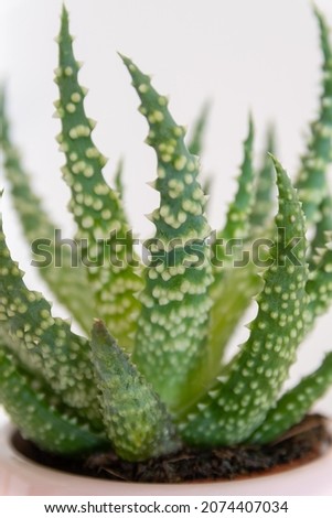 Similar – Image, Stock Photo Aloe humilis, a small succulent from South Africa; systematics according to M. W. Chase et al.