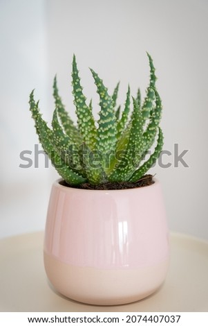 Image, Stock Photo Aloe humilis, a small succulent from South Africa; systematics according to M. W. Chase et al.