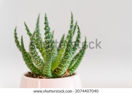 Similar – Image, Stock Photo Aloe humilis, a small succulent from South Africa; systematics according to M. W. Chase et al.