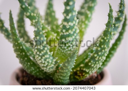 Similar – Image, Stock Photo Aloe humilis, a small succulent from South Africa; systematics according to M. W. Chase et al.