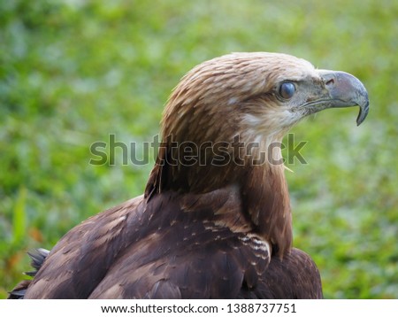 43++ Burung falcon putih terbaru