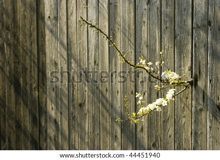 Cherry blossom and old fence