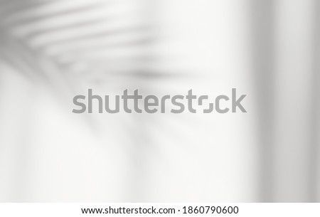 Abstract silhouette shadow white background of natural leaves tree branch falling on wall. Transparent blurry shadow of tropical leaves morning sun light.
