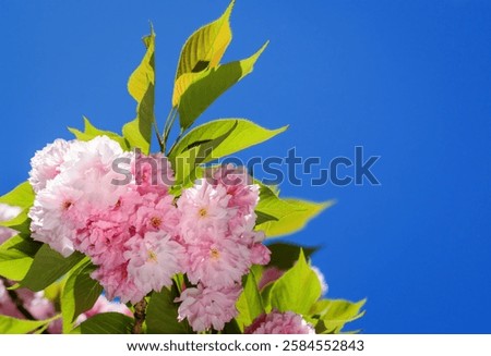 Similar – Image, Stock Photo Cherry blossoms against blue sky.