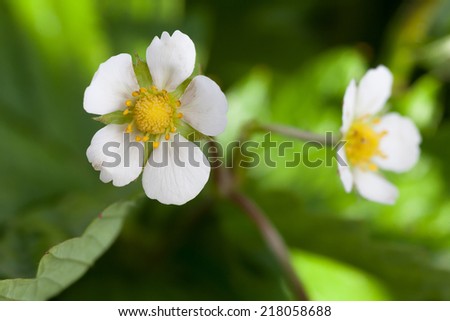 Wild strawberry flowers growing in shadow of a garden.