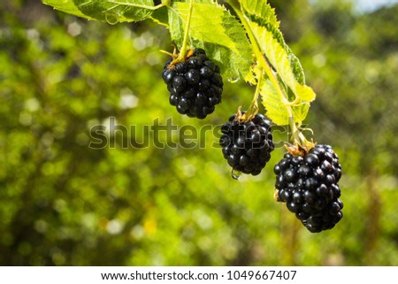 Similar – Image, Stock Photo Blackberries close-up image. Ripe blackberry fruits