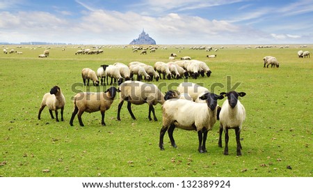 MONT SAINT-MICHEL,FRANCE - AUGUST 12:Flock of sheep on the background Mont Saint Michel.Mont Saint-Michel are part of the UNESCO list of World Heritage on August 12, 2012 in Mont Saint-Michel,France