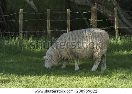 Animal farm with grazing sheep. New Zealand