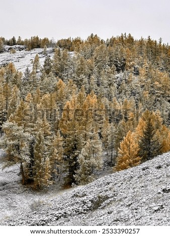 Image, Stock Photo first snow in the Black Forest