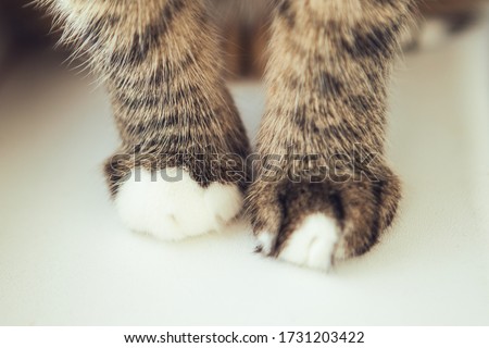 Image, Stock Photo velvet paws Cat Legs Pelt