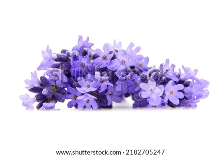 Similar – Image, Stock Photo Close-up of lavender flowers against a green background (grass)