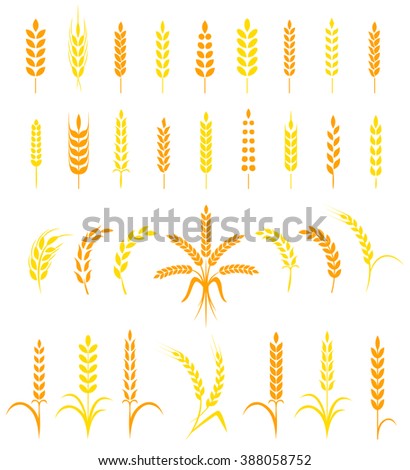 Set of simple and stylish Wheat Ears icons and design elements for beer, organic local farm fresh food, bakery themed design.