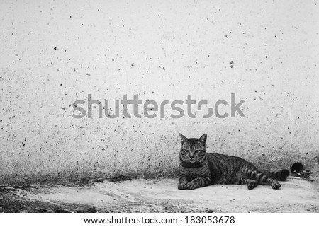 Cat laying down on the dirty floor at the building, black and white, looking at the camera