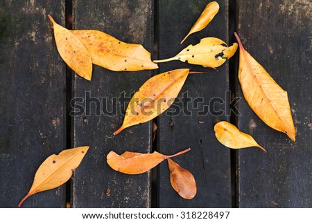 orange leaves falling on the old black wood