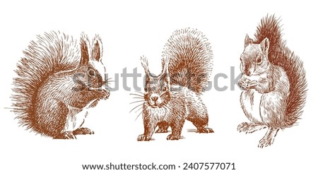 Hand drawn vector illustration of three red nimble fluffy funny forest squirrels standing together and eating