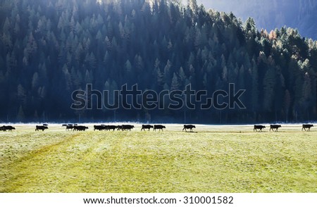 Cows on green meadow in alpine valley , Switzerland  Soft & Dreamy Effect, Low Clarity, background