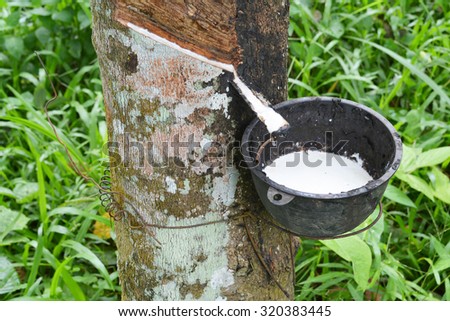 rubber milk in rubber bowl   from rubber tree plant