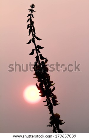 close-up flower against setting sun