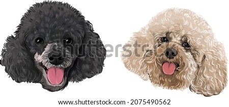 Poodle cute puppies smiling vector art of dog