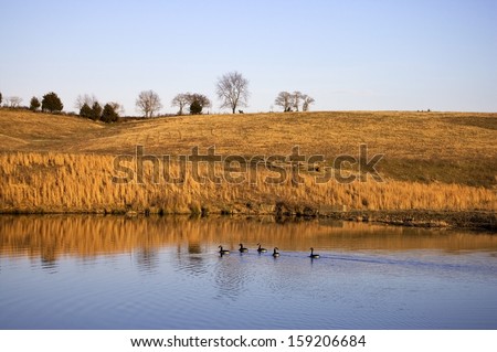 Ducks swimming in a row in a farm pond in south-central Kentucky wildlife water reflection golden hills fall winter sky solace country farm
