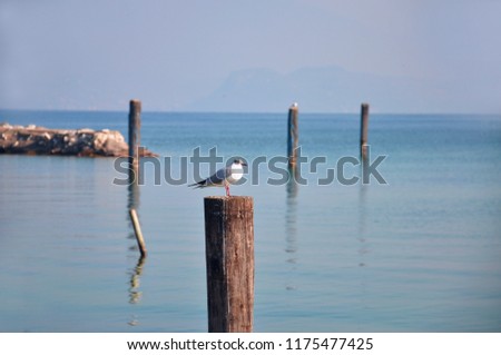 A seagull on a wooden pole placed in the waters of Lake Garda (IT). Landscape/Background/Panorama