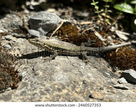 Similar – Image, Stock Photo Wall lizard sunbathing on a natural stone wall