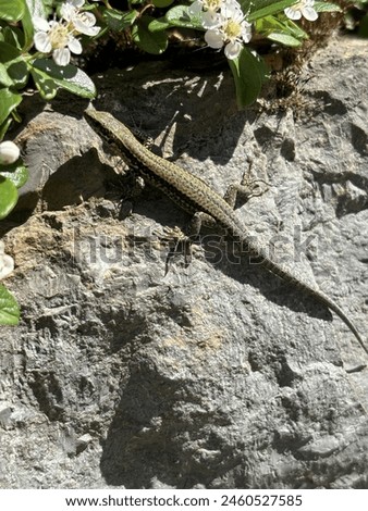 Similar – Image, Stock Photo Wall lizard sunbathing on a natural stone wall