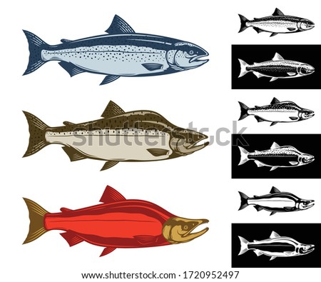 Vector salmon fish icons collection isolated on different backgrounds