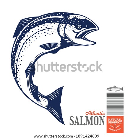 Vector jumping salmon fish illustration isolated on a white background