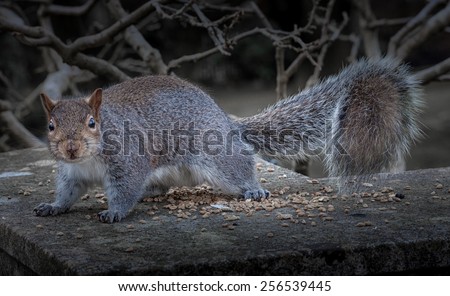 Eastern squirrel\
The eastern gray squirrel or grey squirrel, depending on region, is a tree squirrel in the genus Sciurus